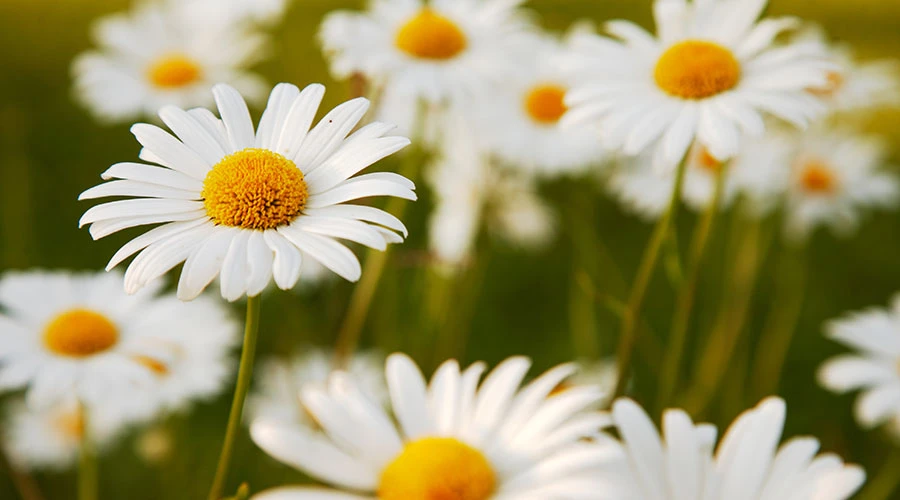 Vita blommor på en äng