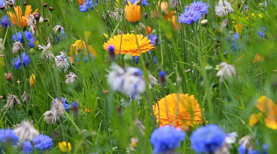 Sommarblommor på en äng