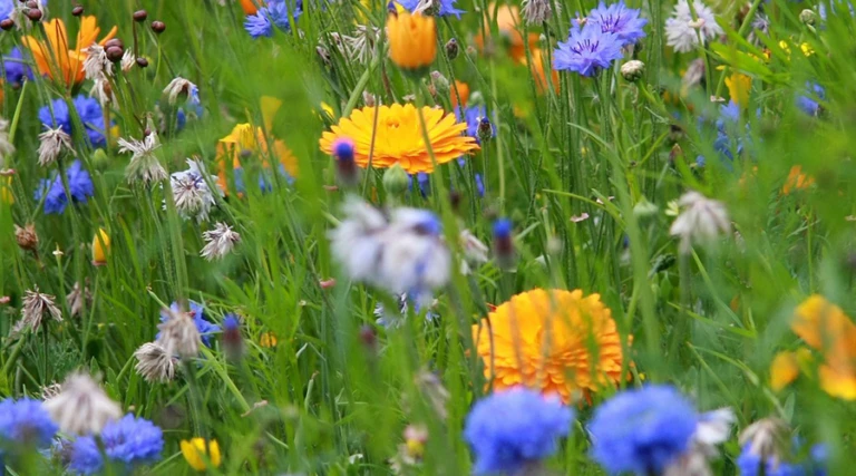 Sommarblommor på en äng