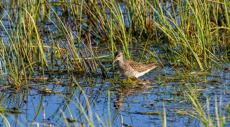 En fågel i en våtmark
