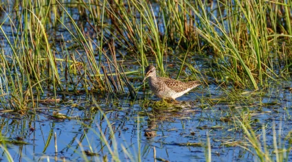 En fågel i en våtmark