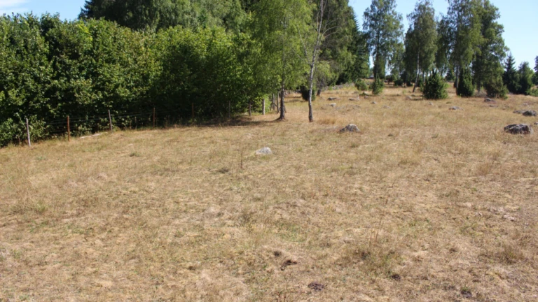 tomt med gräsmatta och träd