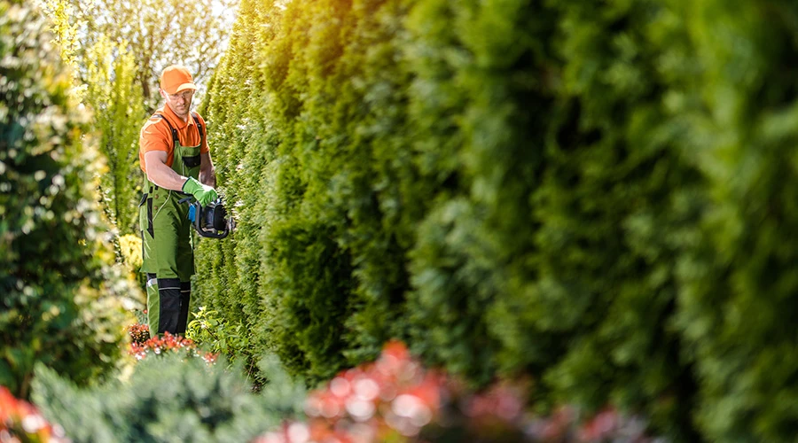 en man i arbetskläder klipper en häck