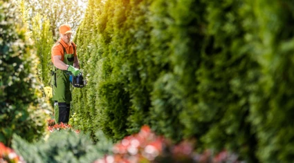 en man i arbetskläder klipper en häck