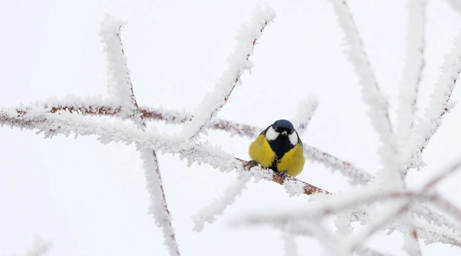 En liten fågel sitter på en gren med snö