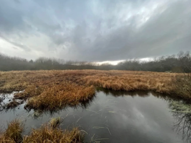 Östadsjön idag, till större del igenvuxet