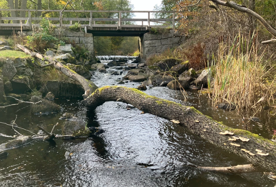 Bräkneån idag, strax nedströms Järnhammaren.
