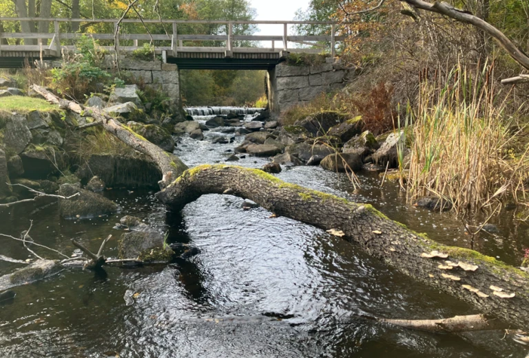Bräkneån idag, strax nedströms Järnhammaren.