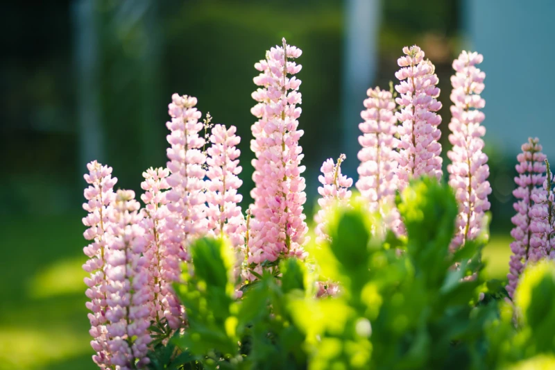 Rosa blommor i solsken.