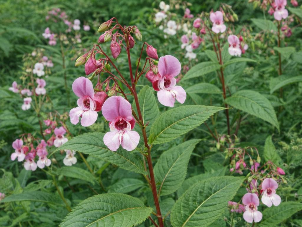 Närbild av jättebalsamin med ljusrosa blommor och mörkrosa mitt, omgiven av långa, spetsiga gröna blad med tydliga nerver. Växten står i tät grön vegetation med flera liknande blommor i bakgrunden.