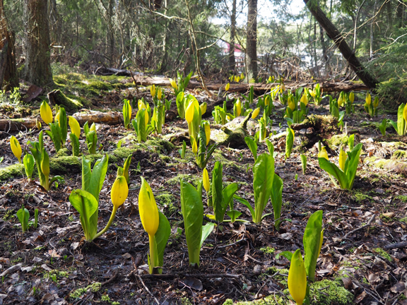 Flera skunkkålsplantor som växer i en fuktig skogsmiljö. De har breda, ljusgröna blad och gula, upprättstående blommor som sticker upp ur marken, omgivna av mossa, kvistar och träd i bakgrunden.